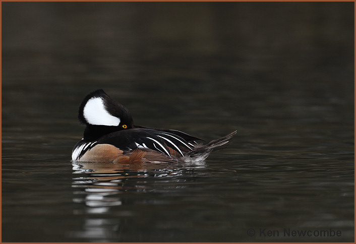 Hooded Merganser